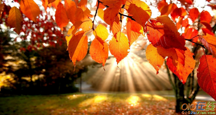 写秋天景物的英语作文