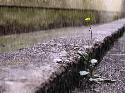 杜甫描写春雨的诗句