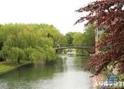 《再別康橋》原文