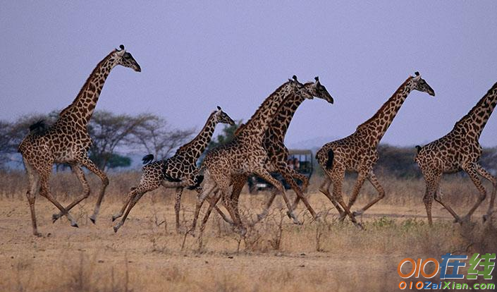 奔跑的长颈鹿图片