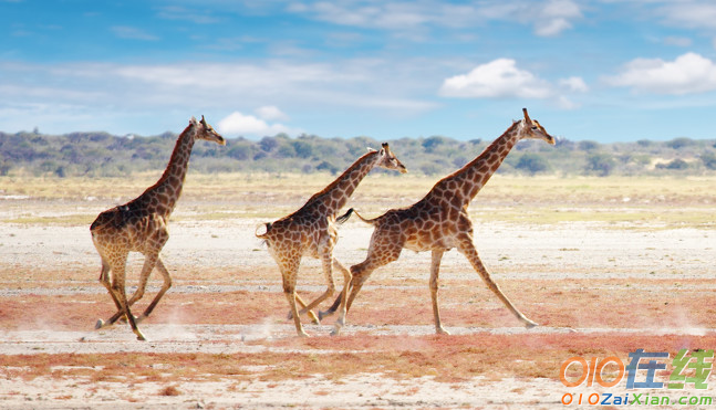 奔跑的长颈鹿图片