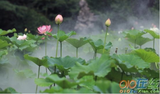 一池荷花烟雨中优秀说明文