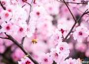 關于桃花的詩句大全