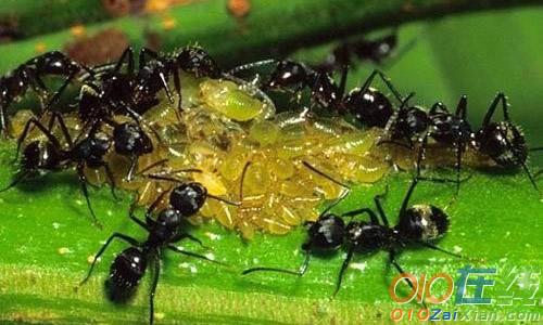 蚂蚁的团结作文范文