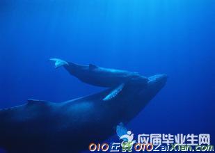 中考语文作文预测鲸的自述