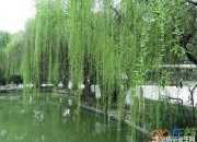 陸游帶柳字的詩句