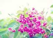 我讀懂了梅花作文