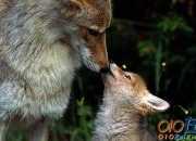 愛聽故事的熊的故事