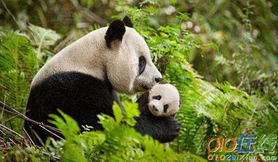 大熊猫的两个愿望教学反思范文