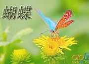 蝴蝶與螞蟻作文