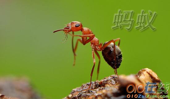 蚂蚁与人的争论会作文