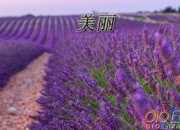 美麗心靈,人間天使六年級作文