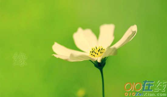 缘分写在雪花上散文