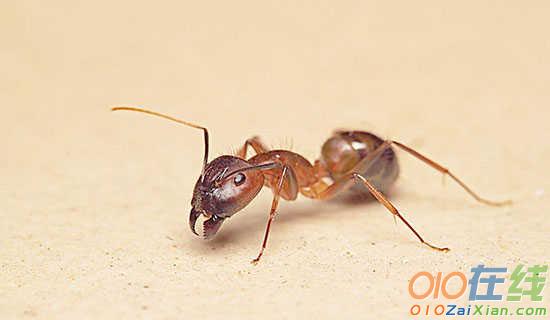 蚂蚁的智慧的儿童故事