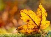 感受親情初一作文750字