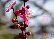 召喚獸歌詞