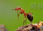 蚂蚁和蚯蚓童话作文
