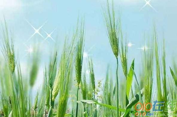 小豆芽随笔