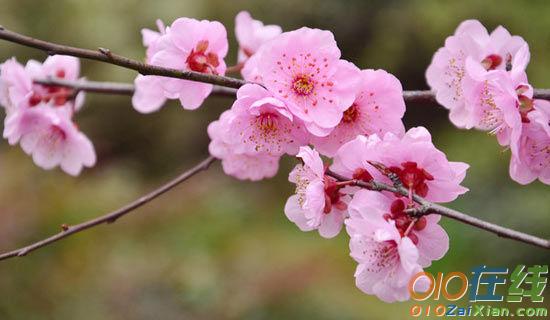 梅花鹿与金发女郎小学优秀作文