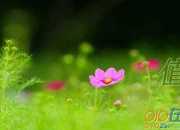 值得經歷挫折隨筆