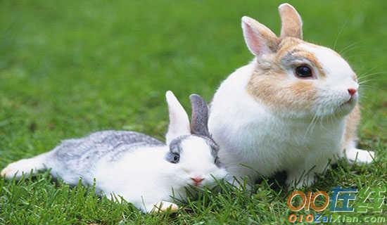 兔子和袋鼠的儿童故事