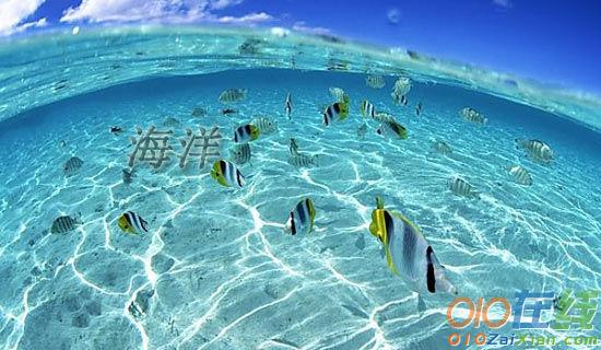 上海海洋水族馆三年级作文