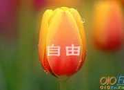 自由的心靈作文