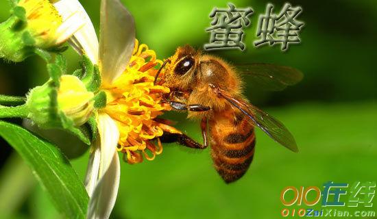 小蜜蜂采花蜜作文