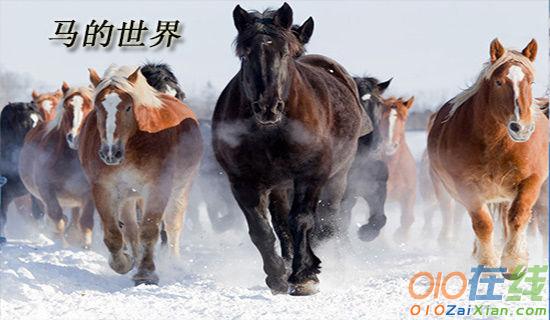 初中语文《马的世界》教案