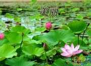 美麗的夏天500字作文范文