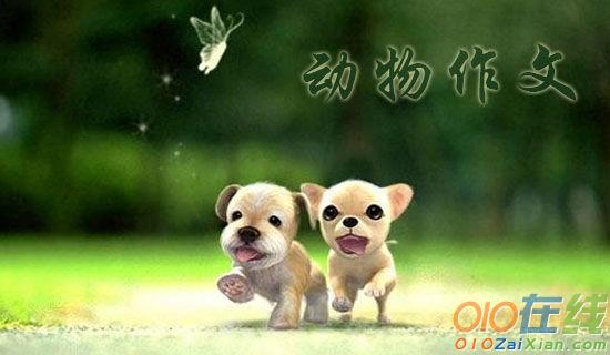 游香江野生动物园二年级作文