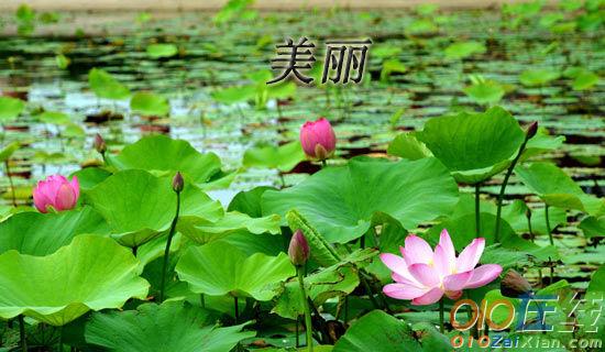 美丽的天柱山作文400字
