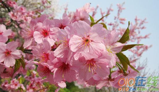 我爱四月的樱花雨作文