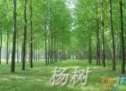 贊美白楊樹的作文三篇