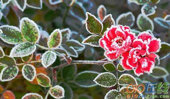 霜降节气的谚语