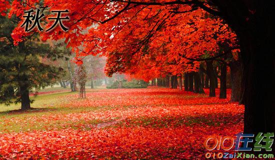 在这个秋天,枫叶红了作文范文