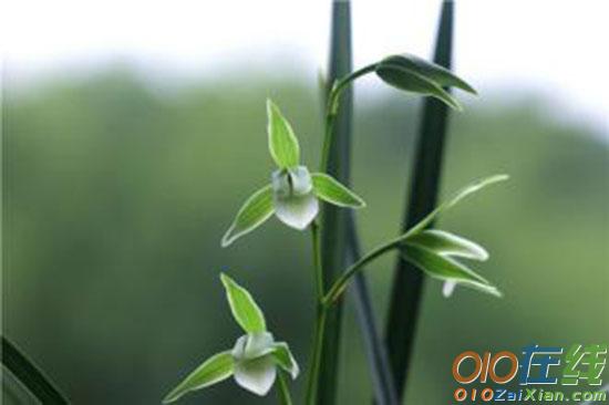 一年级语文棉花姑娘教学反思范文