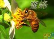 飛來的小蜜蜂作文