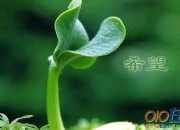 什么是希望作文