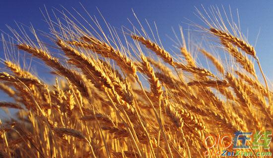 关于小麦收获的作文