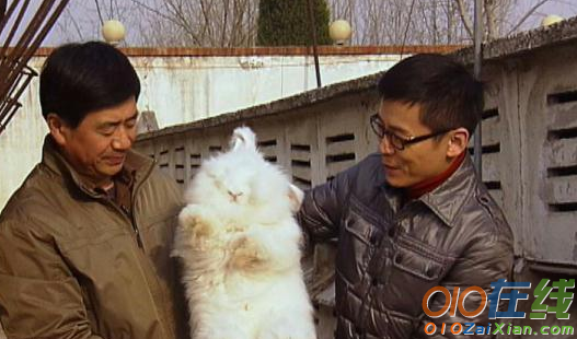 中国兔王邱广基的励志养兔经验