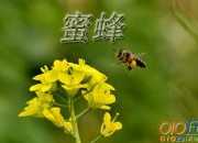 飛來的蜜蜂作文