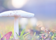 用既然就來造句