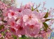 樱花不一定是日本的最美作文