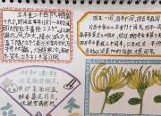 24节气手抄报小学