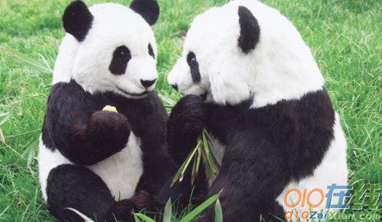 保护熊猫的作文