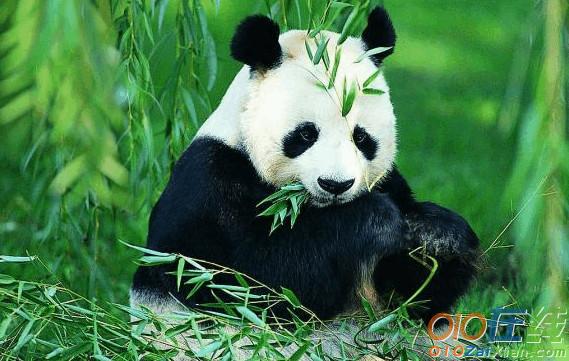 保护熊猫的作文600字