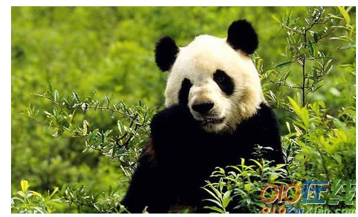 关于熊猫的作文：保护熊猫