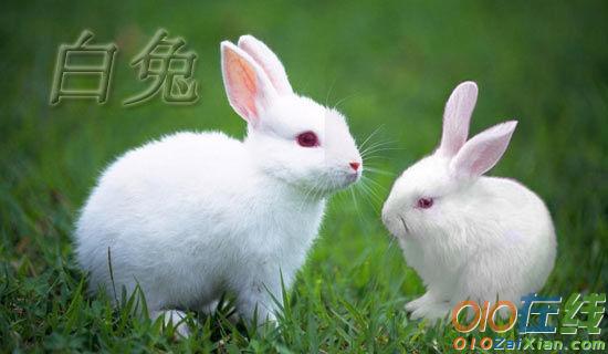 关于写可爱的小白兔的小学作文10篇