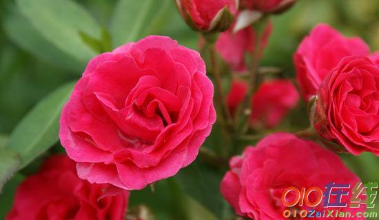 作文：小院里的玫瑰花